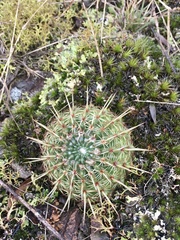 Parodia mammulosa