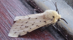 Eyralpenus testaceus