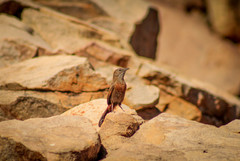 Euryptila subcinnamomea