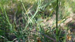 Lathyrus pannonicus varius