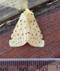 Eyralpenus testaceus