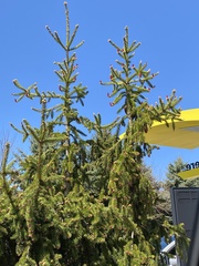 Picea