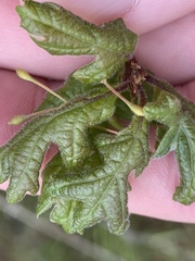 Andricus pedicellatus