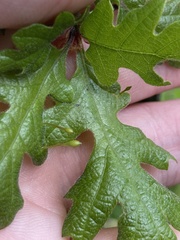 Andricus pedicellatus