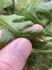 Andricus pedicellatus