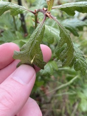 Andricus pedicellatus