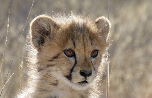 Cheetah