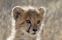 Cheetah photo 3