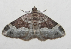 Xanthorhoe poseata
