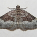 Barred Carpet - Photo (c) Robert Taylor, some rights reserved (CC BY), uploaded by Robert Taylor