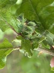 Neuroterus washingtonensis