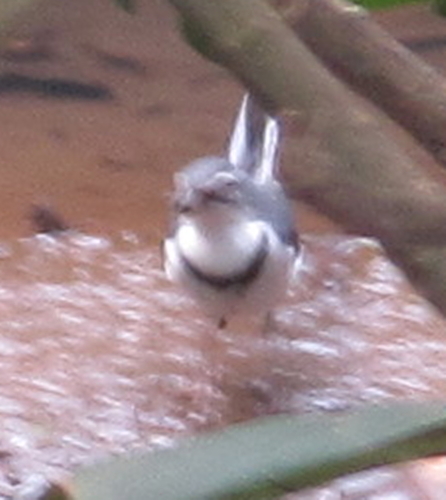Motacilla clara