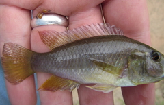 Pseudocrenilabrus philander philander