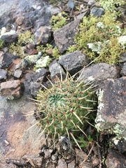 Parodia mammulosa