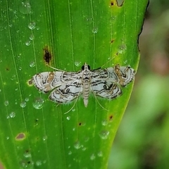 Aulacodes