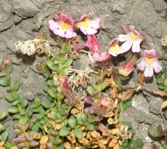 Chaenorhinum origanifolium crassifolium