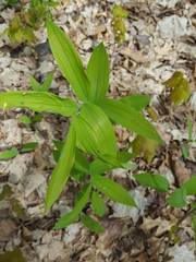 Polygonatum biflorum