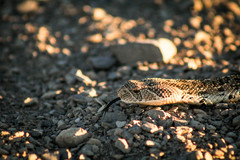 Bitis arietans arietans
