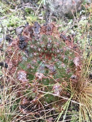 Parodia ottonis
