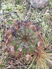 Parodia ottonis