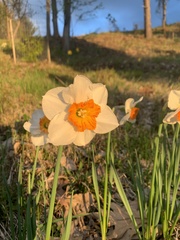 Narcissus × incomparabilis