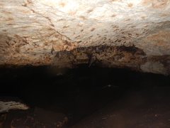 Mormoops megalophylla