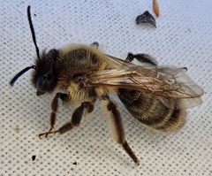 Hoplandrena