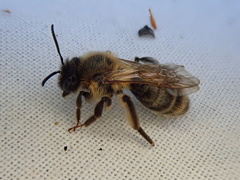 Hoplandrena
