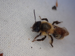 Hoplandrena