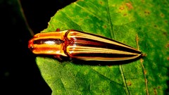 Semiotus serraticornis