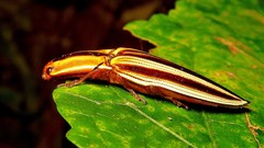 Semiotus serraticornis