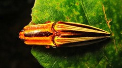 Semiotus serraticornis