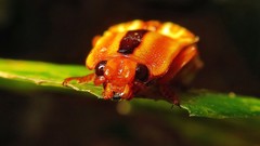 Semiotus serraticornis