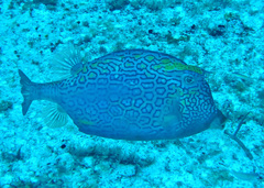 Acanthostracion polygonium