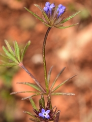 Asperula arvensis