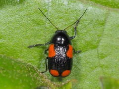 Cryptocephalus quadruplex