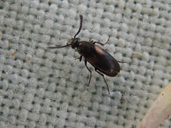 Anaspis fasciata