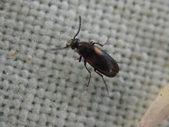 Anaspis fasciata