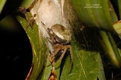 Neoscona rufipalpis