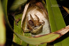 Neoscona rufipalpis