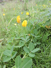 Arachis duranensis