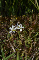 Mononeuria muscorum