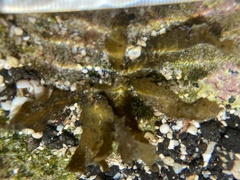 Dictyopteris plagiogramma