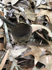 Urnula