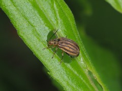 Ophraella conferta