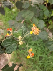 Lantana camara