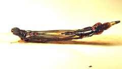 Lymexylidae