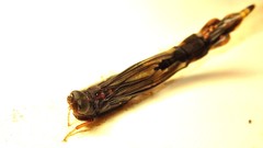 Lymexylidae
