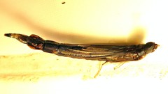Lymexylidae