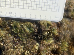 Dictyosphaeria cavernosa